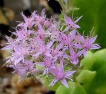sedum6.jpg