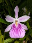 miltospectabilis.jpg
