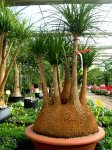 beaucarnea1.jpg