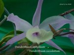 dendaphyllum.jpg