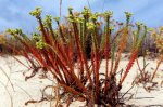 euphorbia_paralias.jpg
