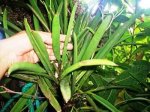 orquideasdeanapatricia-3-1.jpg