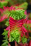 400px-Crassula_capitella_2.jpg