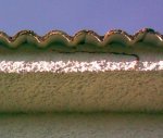 detalle_procesionaria.jpg