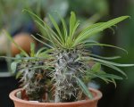 saibai_pachipodium_26.jpg