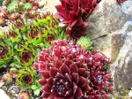 sempervivum_juin_05.JPG