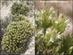 Thymus_membranaceus_02600.jpg
