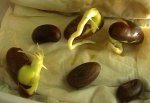 071024_erytrhina_crista_galli_taper.jpg