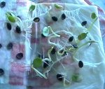071024_passiflora_edulis_taper.jpg