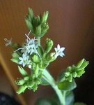 071024_stevia_flor.jpg