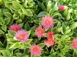 aptenia_cordifolia4.jpg