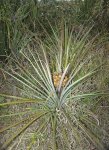 437px-Caraguata_REFON.jpg