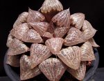 picta070405-1.jpg