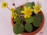 flor_01-1.jpg