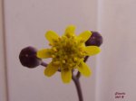 flor07.jpg