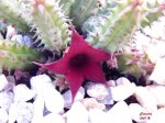 flor_02.jpg