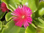 flor06.jpg