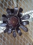 aeonium1.jpg