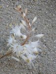 aloealbiflora.jpg