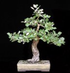 populus-alba.jpg