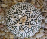Astrophytum+asterias+superkabuto+V.JPG