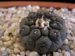 Copiapoa+hypogaea+cv.+Lizard+Skin.JPG