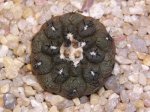 Copiapoa+hypogaea+cv.+Lizard+Skin+(2).JPG