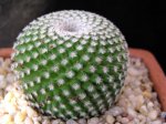 Mammillaria+tlalocii+(2).JPG