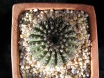 Uebelmannia+pectinifera.JPG