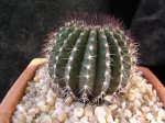 Uebelmannia+pectinifera+(2).JPG