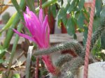 DSC00413.JPG