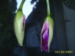 Image0000311.jpg