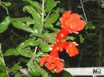 punica_granatum2578.jpg