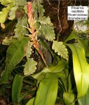 509px-Pitcairnia_maidifolia_LeavesInflorescenceFlowers_BotGardBln0806a.jpg