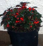 gaultheria.JPG