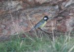 parus_major1.jpg