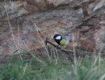 parus_major.jpg