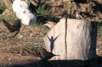 passer_domesticus1.jpg