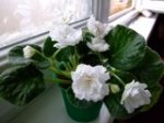 th_Picture114.jpg