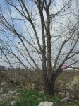 arbol1.jpg