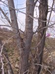 arbol2.jpg