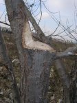 arbol3.jpg