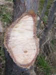 arbol4.jpg