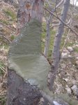 arbol5.jpg