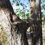 arbol6.jpg