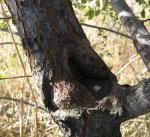 arbol7.jpg
