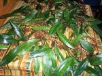 100_2610.jpg