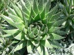 800px-Aloe_aristata.jpg