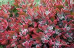 Echeveria%20pulvinata.jpg