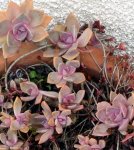 pink-succulent.jpg